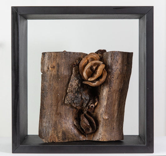 Esperanza Mayor - La serie Jardin autofagia